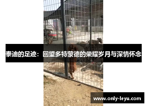 泰迪的足迹：回望多特蒙德的荣耀岁月与深情怀念